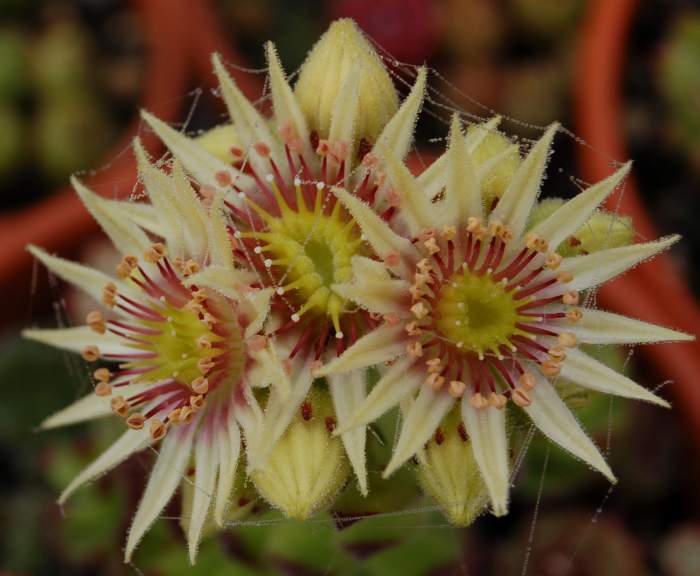 Sempervivum Dachwurz Hauswurz